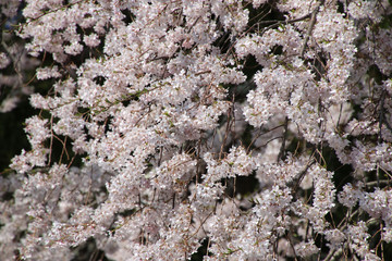 堂山王子神社のしだれ桜（福島県・田村市）