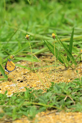 Butterflies are caught on the flowers.