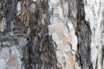 texture of the bark of a tree close-up, background