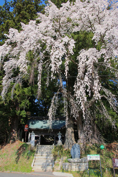 堂山王子神社のしだれ桜（福島県・田村市）