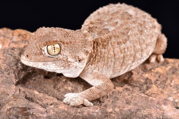 helmeted gecko (Tarentola chazaliae)
