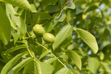Green nut fruit on a tree.