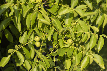 Green nut fruit on a tree.