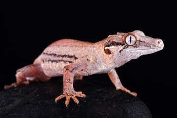 Gargoyle gecko (Rhacodactylus auriculatus)