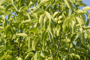 Green nut fruit on a tree.