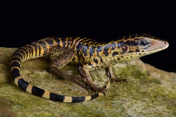 Fototapeta premium Golden tegu (Tupinambis teguixin)