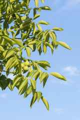 Green nut fruit on a tree.