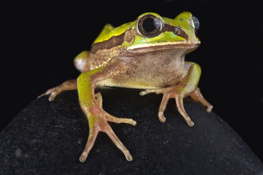Big-eyed frog (Leptopelis nordequatorialis)