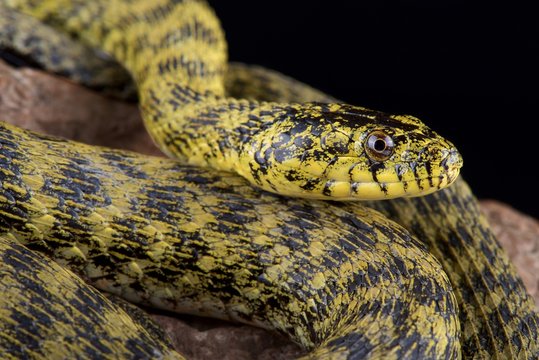 Zadar dice snake (Natrix tessellatus flavescens)