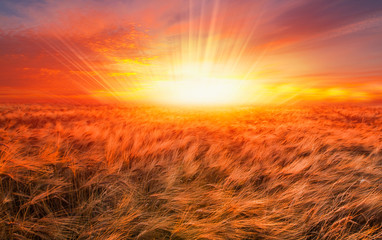 Obrazy na Szkle  Wschód słońca nad polem pszenicy