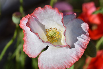 Poppy in Sunlight 01