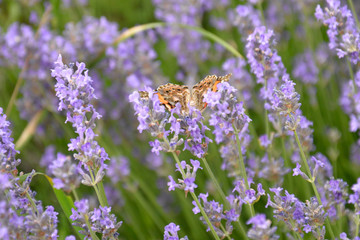 Butterfly Small Tortoiseshell in a Lavender garden