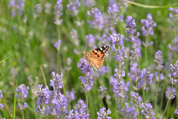 Butterfly Small Tortoiseshell in a Lavender garden
