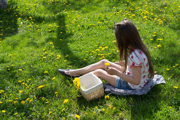 Little girl on dandelion lawn gathering dandelion