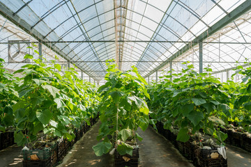 Fototapeta na wymiar Melon growing in the greenhouse