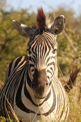 Fototapeta na wymiar Close-up of Zebra 