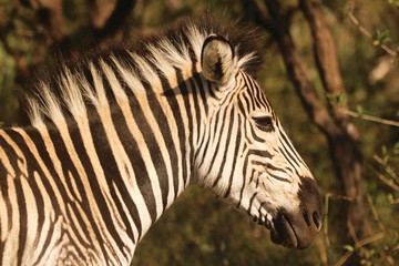 Close-up of Zebra 