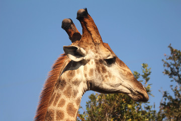 Naklejka premium Close-up on Giraffe