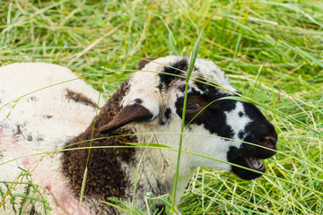 Blökendes Lamm