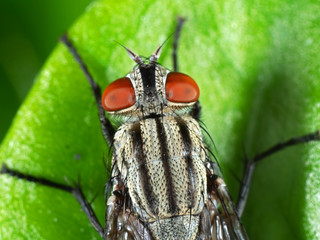 Macro Photo of House Fly on Green Leaf