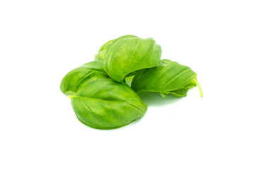 Basilikumblätter freigestellt isoliert freistehend