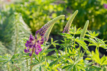 Beautiful leaves and lupine flowers in the morning sun in summer