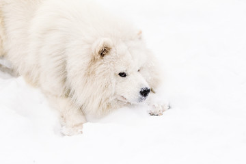Muzzle dog samoyed on snow