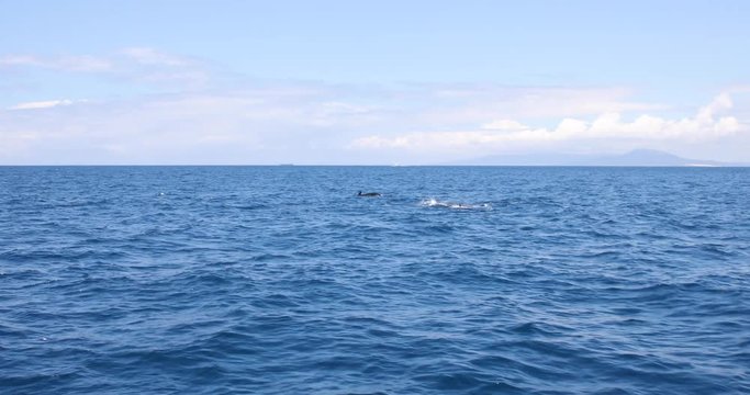 pilot whales, blackfish or cetaceans in the family Globicephala, swimming in the ocean Atlantic, in Strait of Gibraltar, next to Mediterranean Sea, between Spain and Morocco, Europe and Africa 
