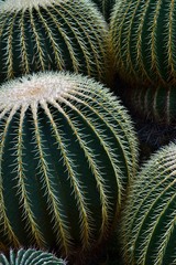 Obrazy  Kaktus