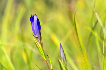 Close-up of Siberian iris (Iris sibirica) flower