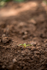 New life - young plant