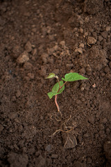 Whole young plant out of soil