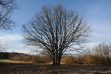 Eggesin, drei Eichen am Eggesiner See