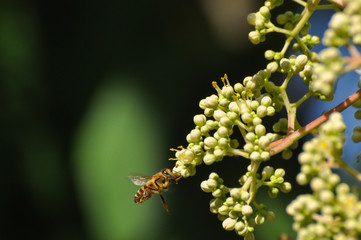 Honey bee collect nectar on euodia tree. Honey bee pollinating tree