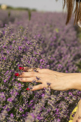 Woman's hand softly touching lavender flowers
