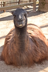 Obraz premium llama in the zoo; large teeth of a lama; a smile of a llama