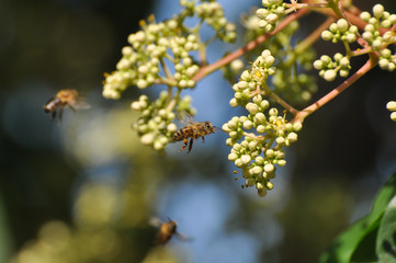 Honey bee collect nectar on euodia tree. Honey bee pollinating tree