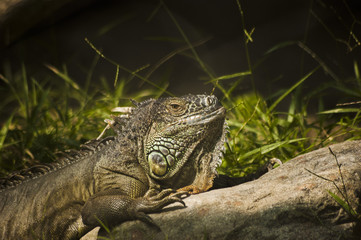 Iguana