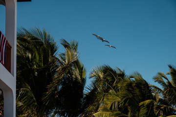 A flock of three brown pelicans fly over palm trees in a resort in the Caribbean