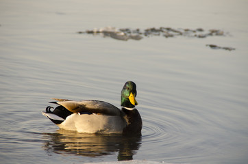 Duck on water