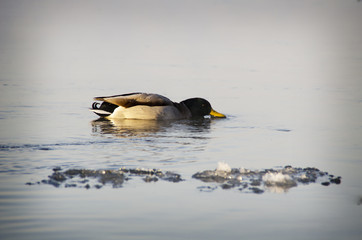 Fototapeta premium Duck on water