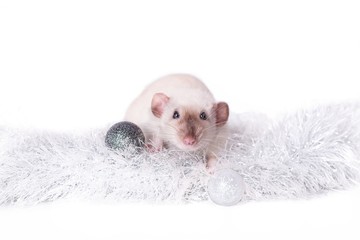 Cute rodent sit in  silver christmas decorations - Isolated on white background.