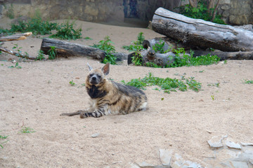Hyena lying on the ground, sniffs the air in search of prey.