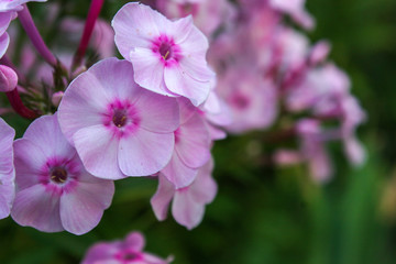 Fototapeta premium Pink flowers of the phlox in the garden. Phlox paniculata.