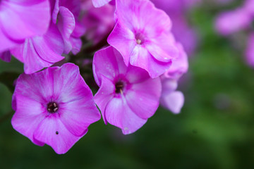 Fototapeta na wymiar Pink flowers of the phlox in the garden. Phlox paniculata.