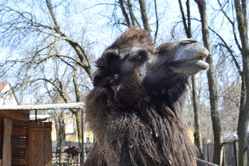 brown camel at the zoo