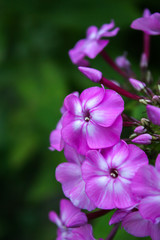 Fototapeta na wymiar Pink flowers of the phlox in the garden. Phlox paniculata.
