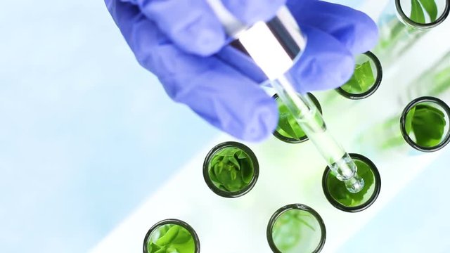 Scientist hand hold pipette and drop liquid in glass test tubes with green plant inside. Top view.