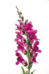 Snapdragon Scrophulariaceae colorful