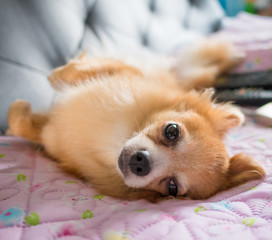 Lovely puppy, Young brown chihuahua relaxing on sofabed (soft focus at right eye)